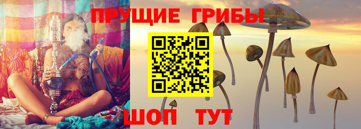 Псилоцибиновые грибы Psilocybine cubensis  Череповец 